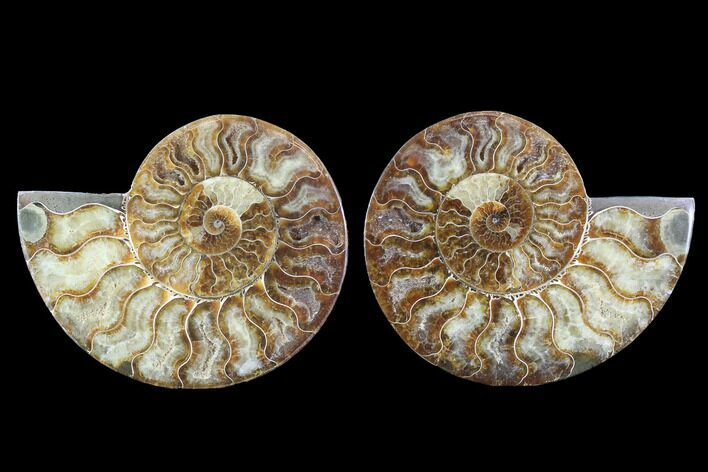 Cut & Polished Ammonite Fossil - Agatized #91164